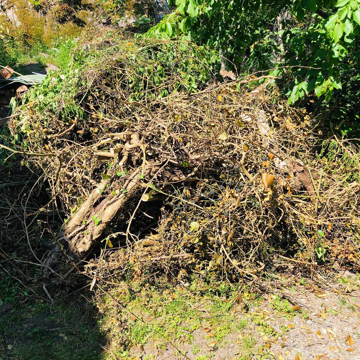 image of En hög med trädgårdsrens - Täby