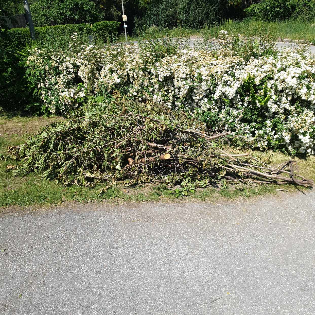 image of Grenar/ris - Vällingby