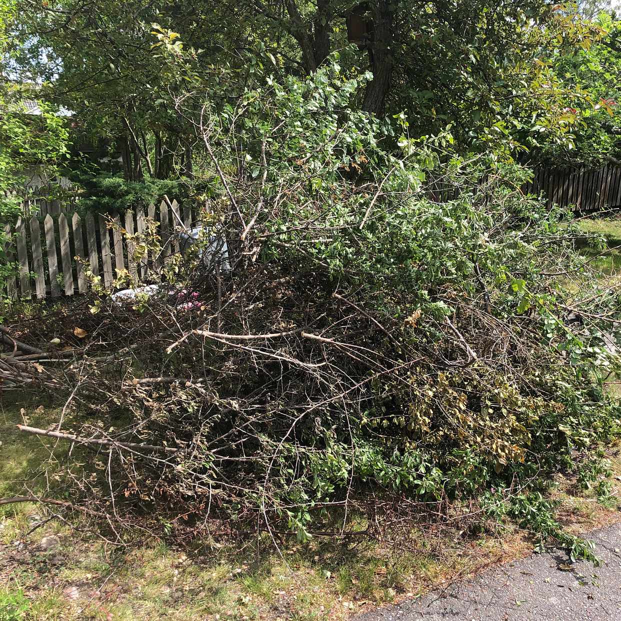 image of Ris från buskar och träd - Åkersberga
