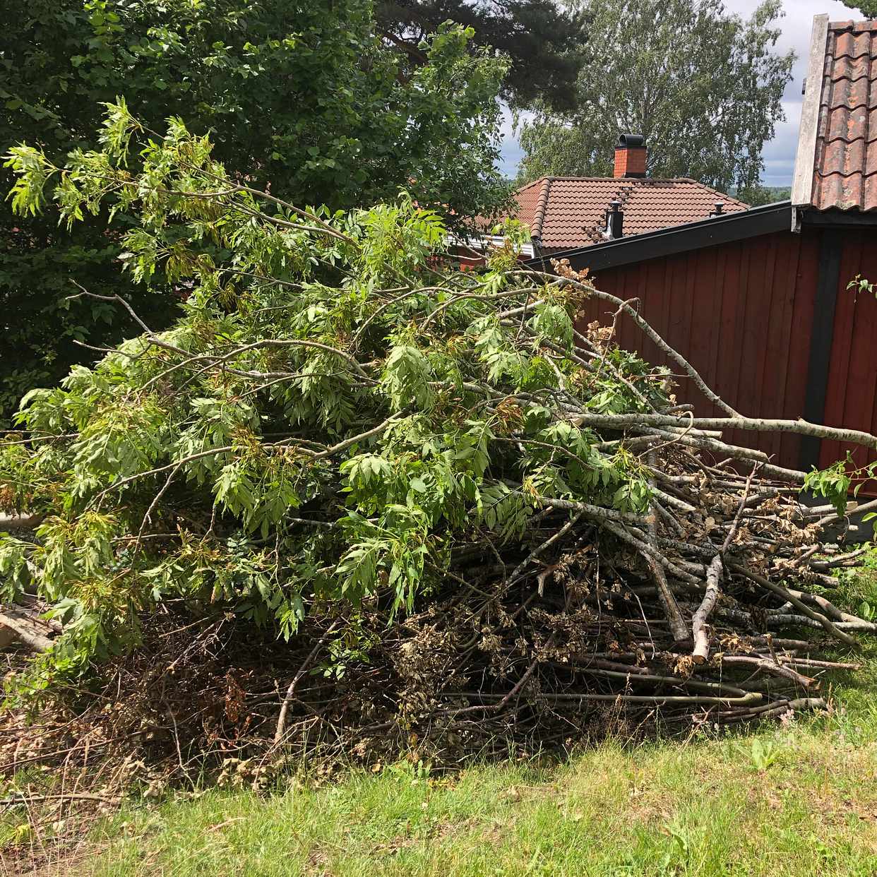 image of Ris från buskar och träd - Åkersberga