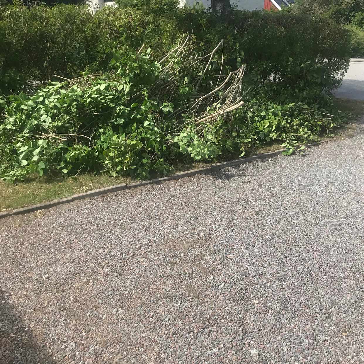 image of Ris från stor häck. - Vällingby