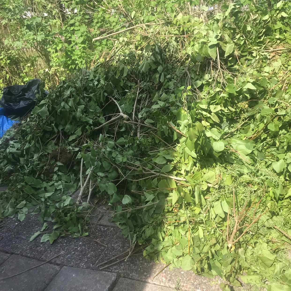 image of Ris från stor häck. - Vällingby