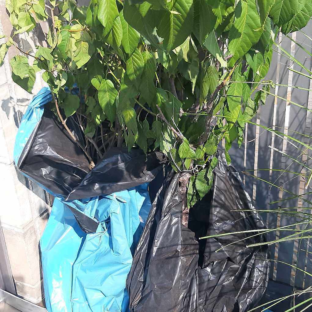 image of Träd mm forsla till åvc - Bromma