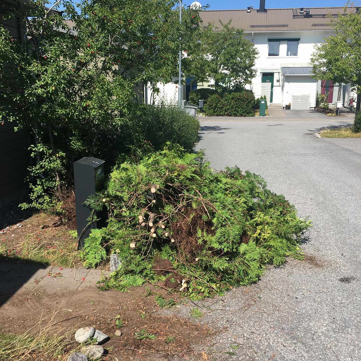 image of Avsågad hög med tuja - gustavsberg