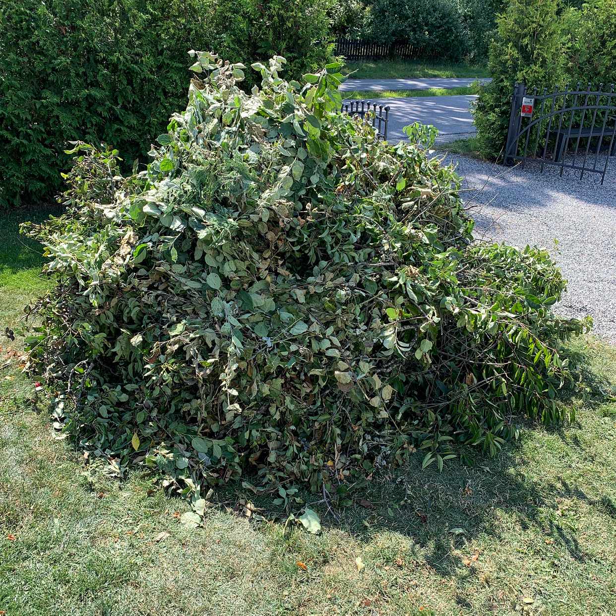 image of Grenar och diverse ris - Danderyd