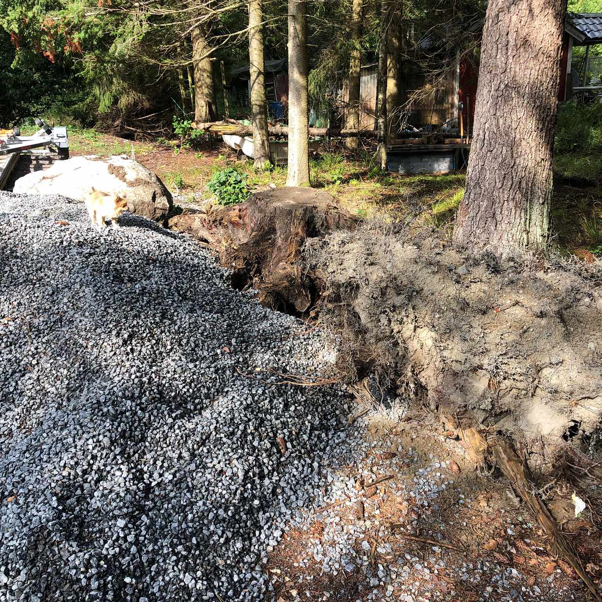 image of Två stora stubbar  & sten - Ingarö