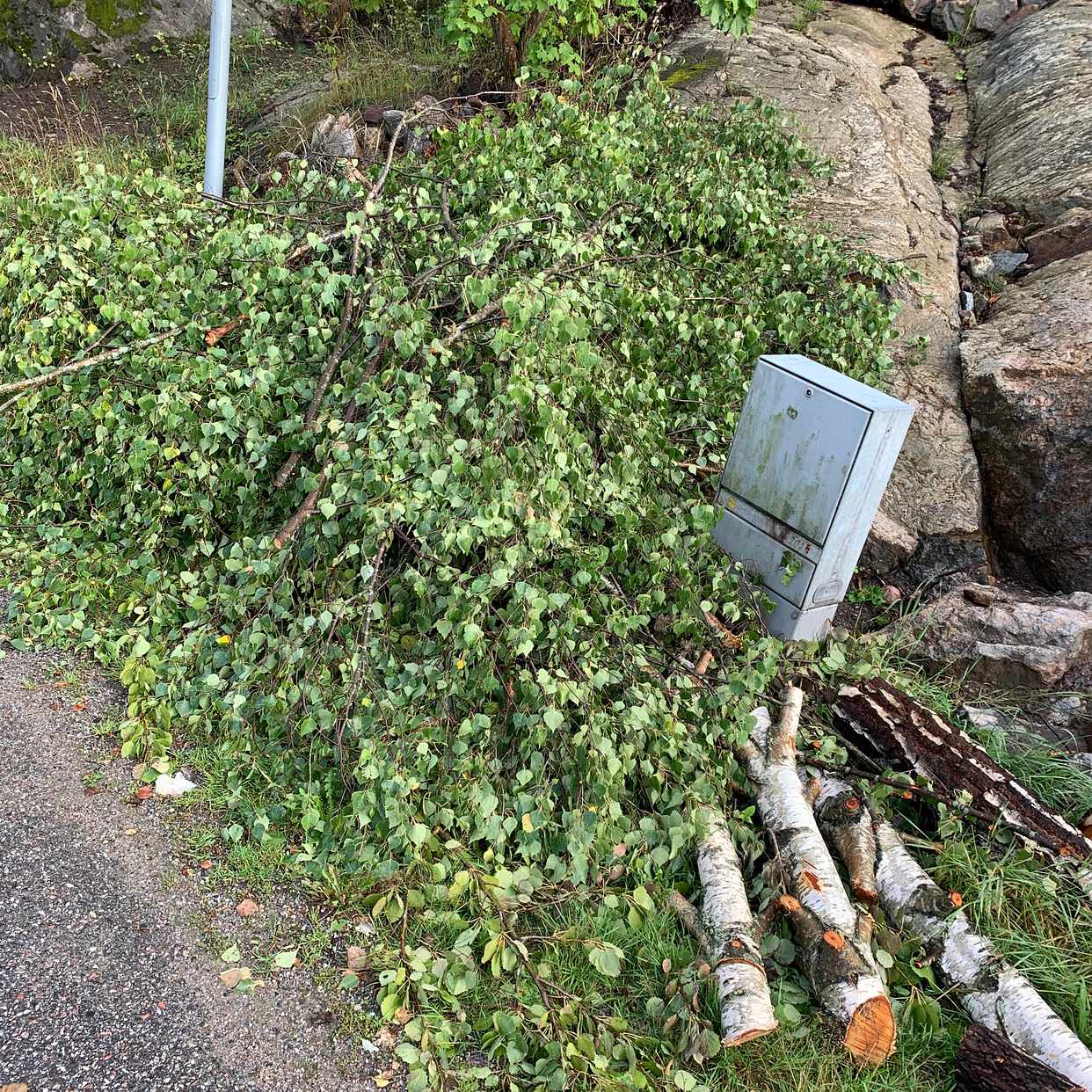 image of Grenar och trädgårdsris - Huddinge