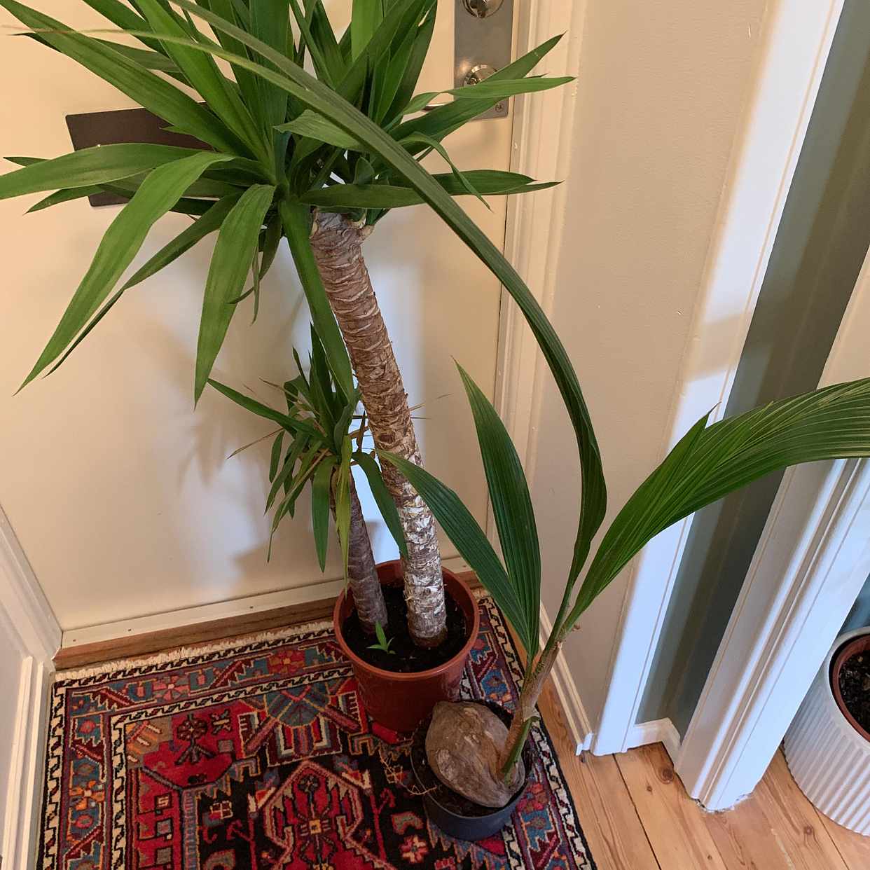 image of Two plants - Stockholm City