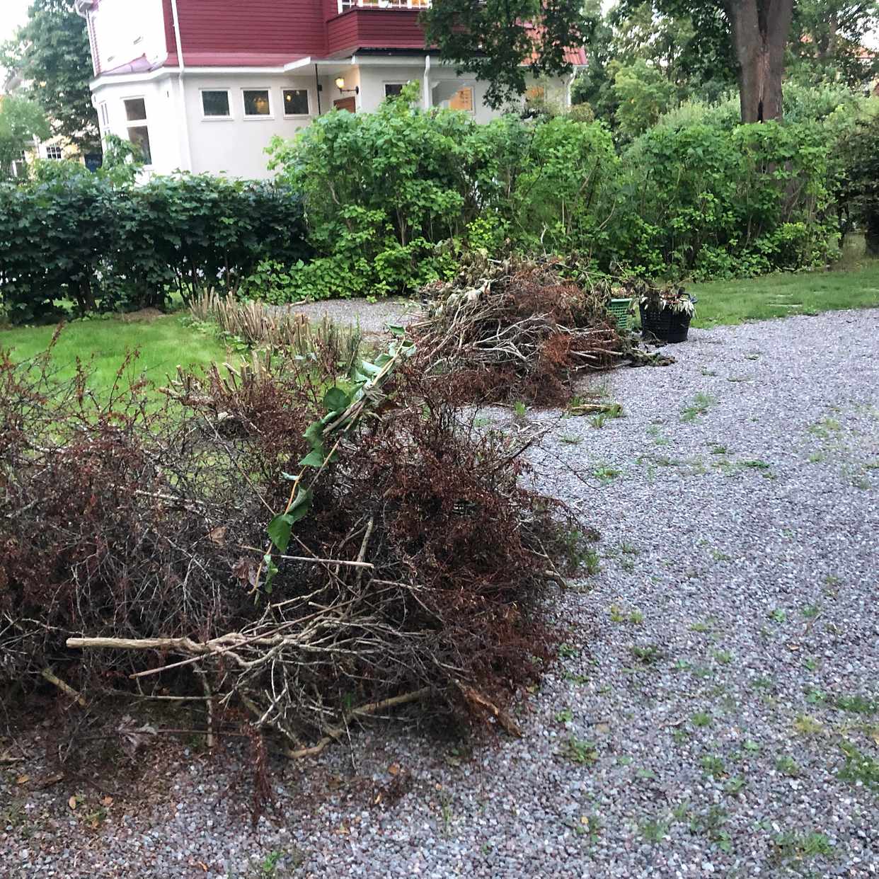 image of Klippta buskar - Lidingö