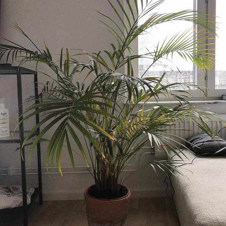 image of Blomma/Palm - Stockholm