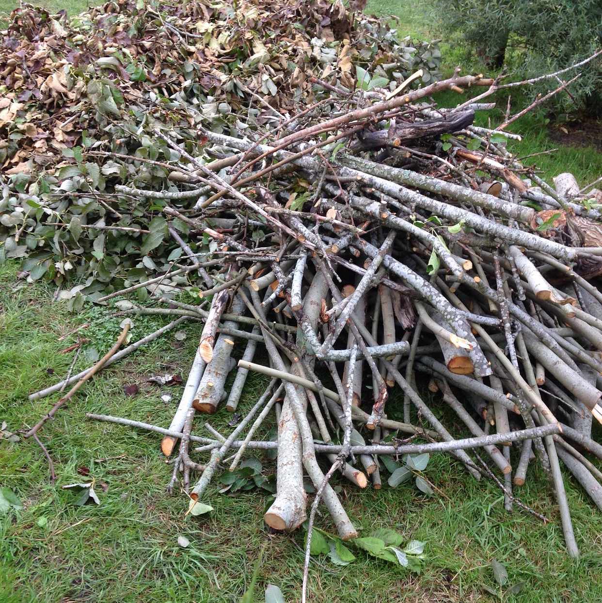 image of Trädfällningsris kvistar - Skarpnäck