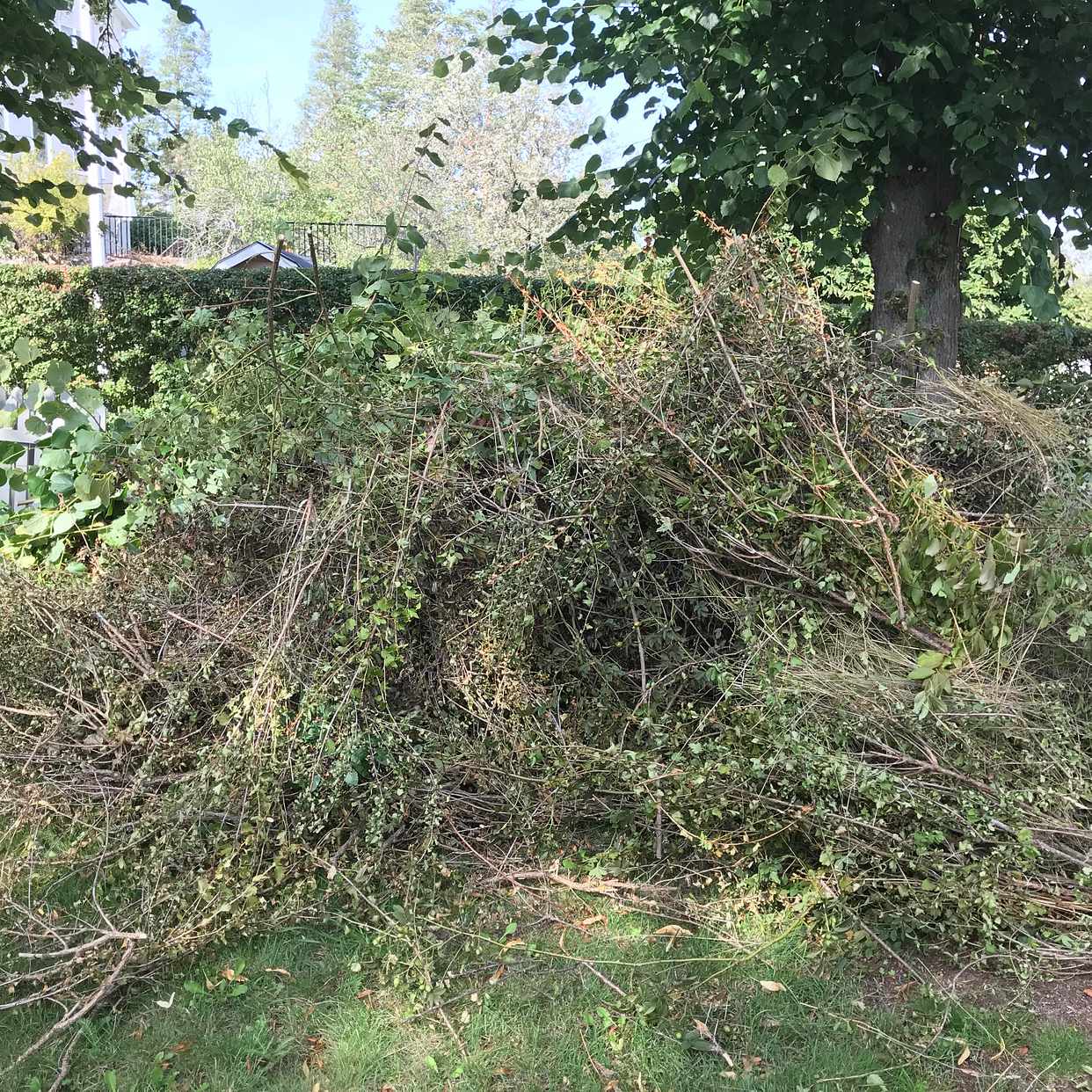 image of Bortforsling grenar - Stocksund