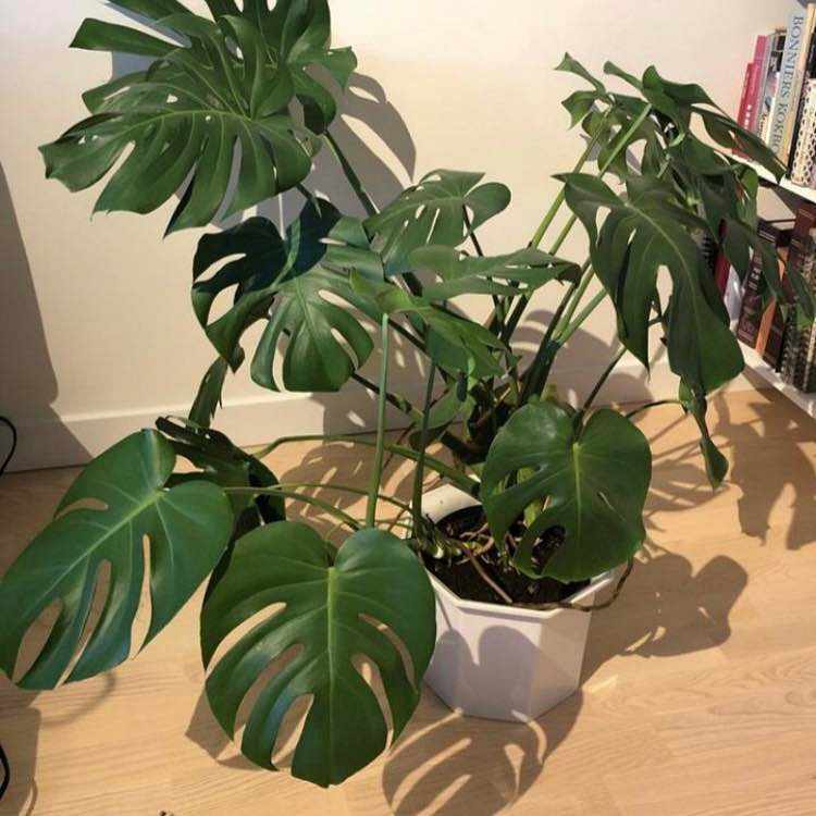 image of Monstera växt - 