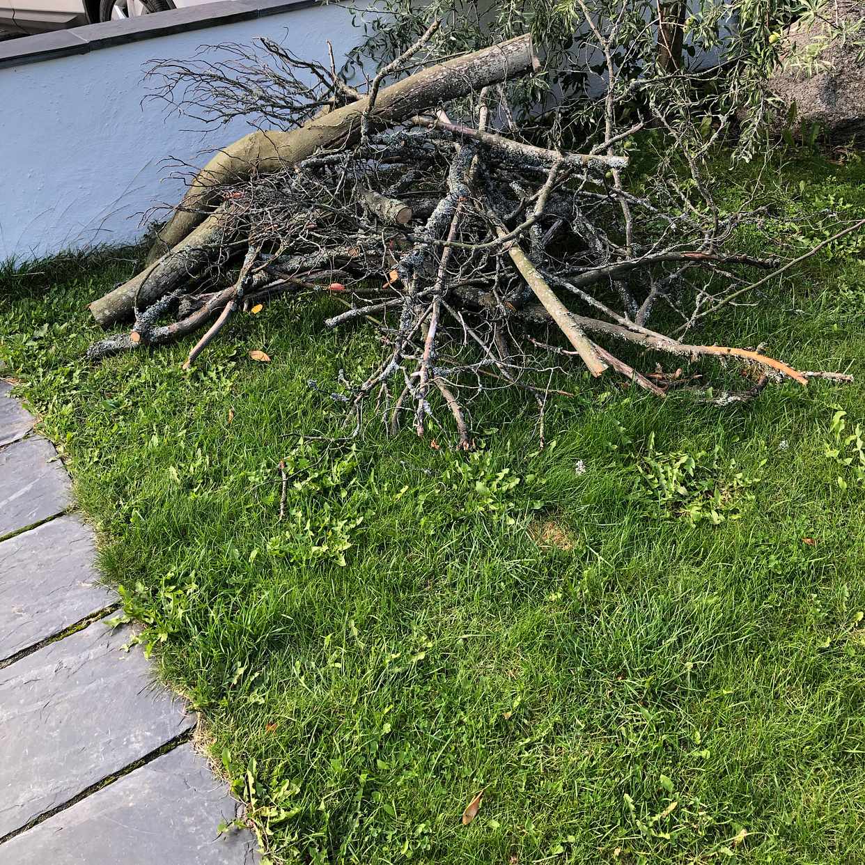 image of Tree branches - Lidingö