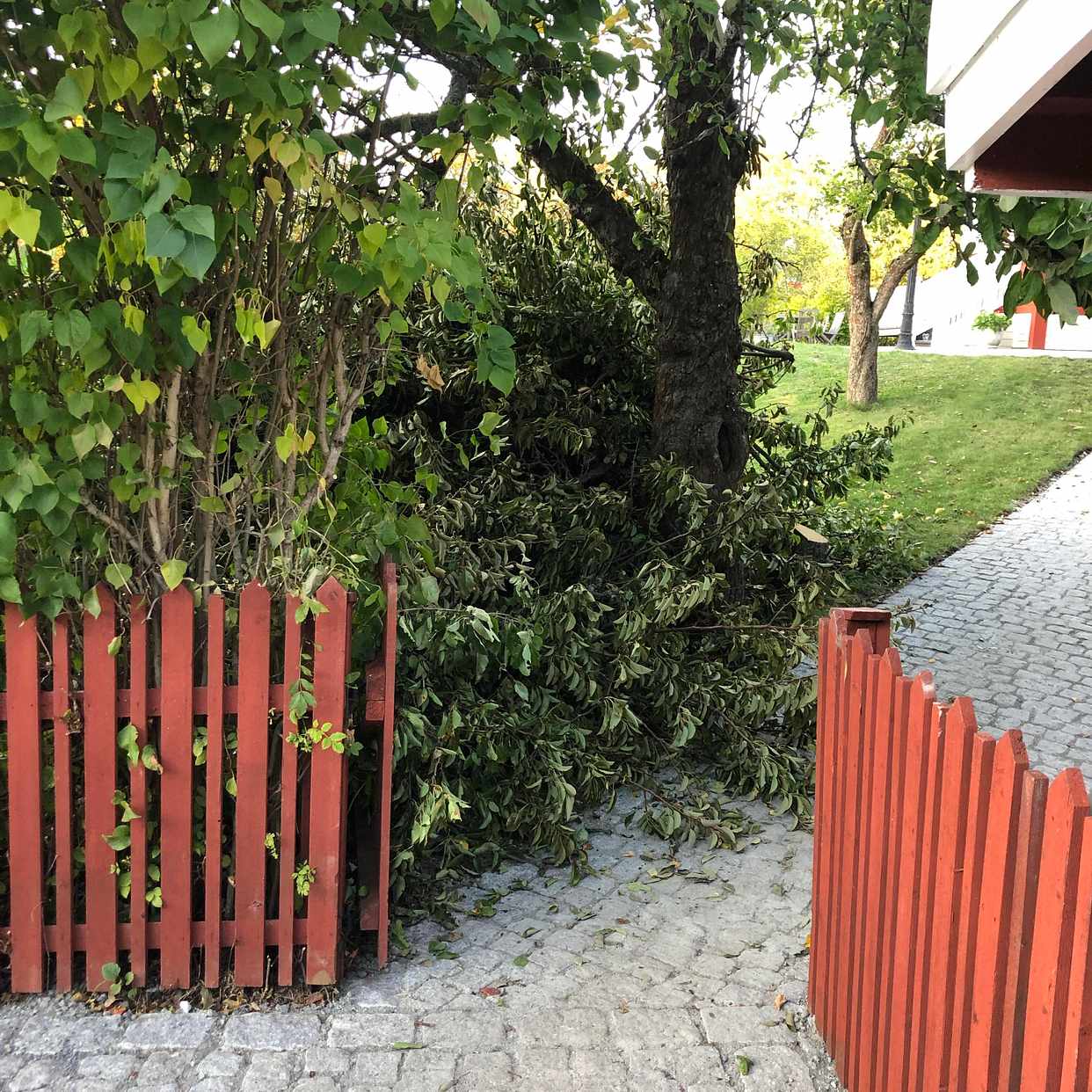 image of Träd kapade - Lidingö
