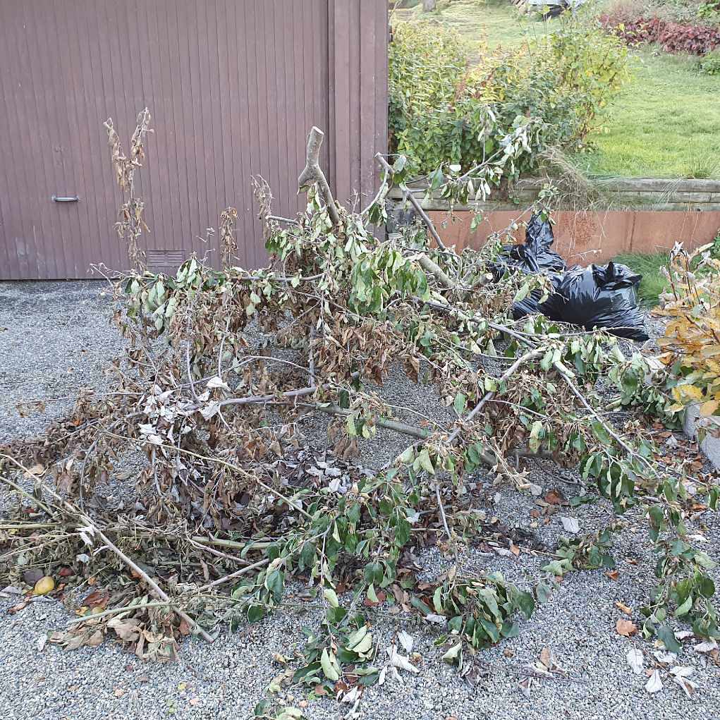 image of Äppelgrenar och äpplen - Älvsjö