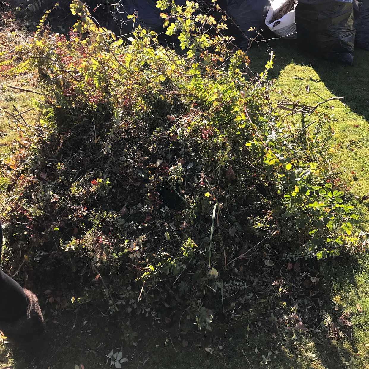 image of Trädgårdsavfall samt anna - Mölndal