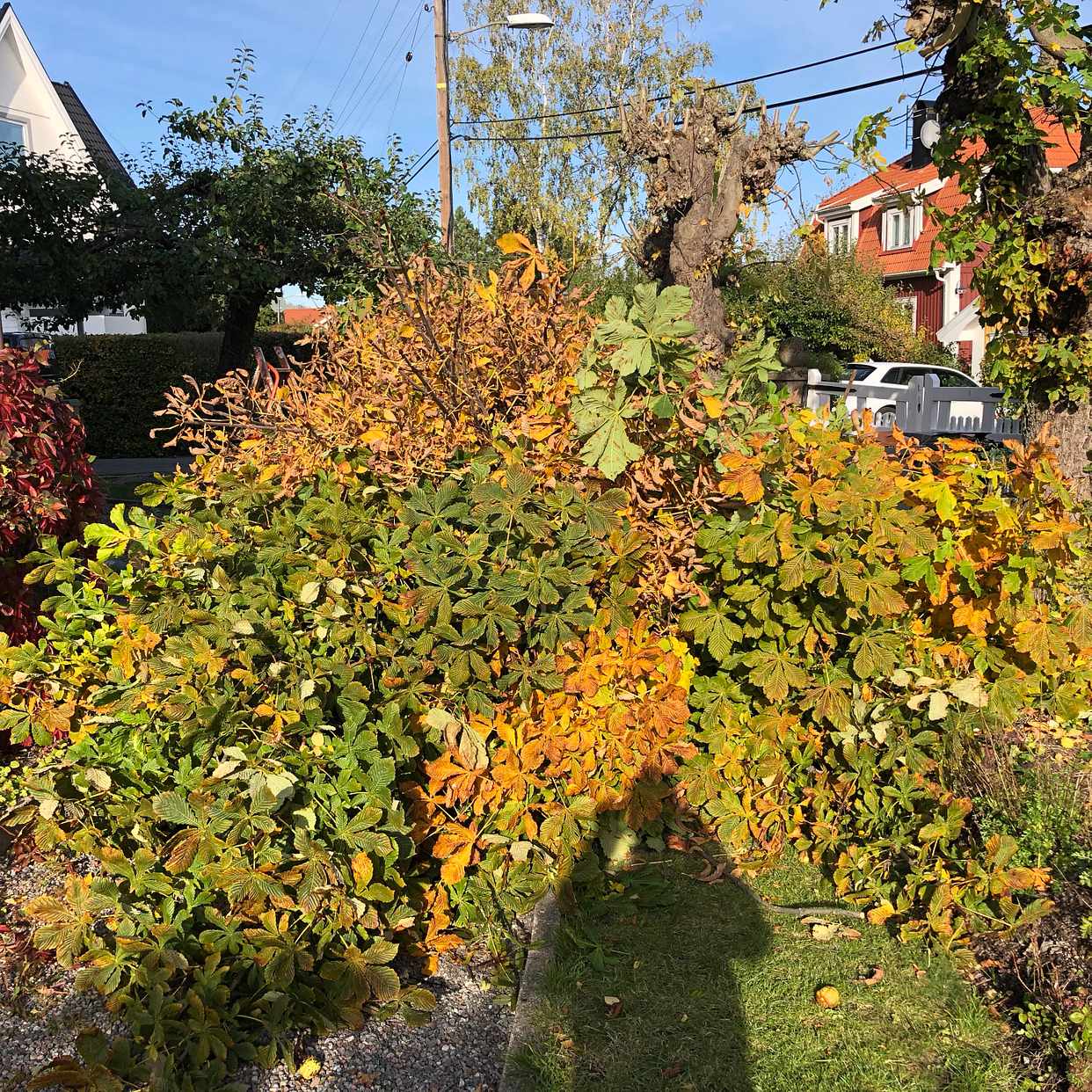 image of Grenar och kvistar - Älvsjö