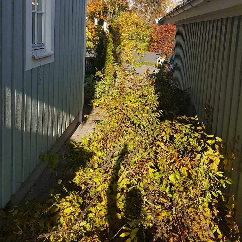 image of Trädgårdsris - Segeltorp