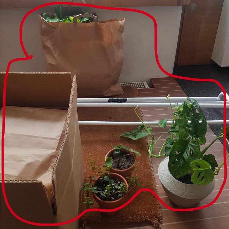image of Box, bag and plants - 