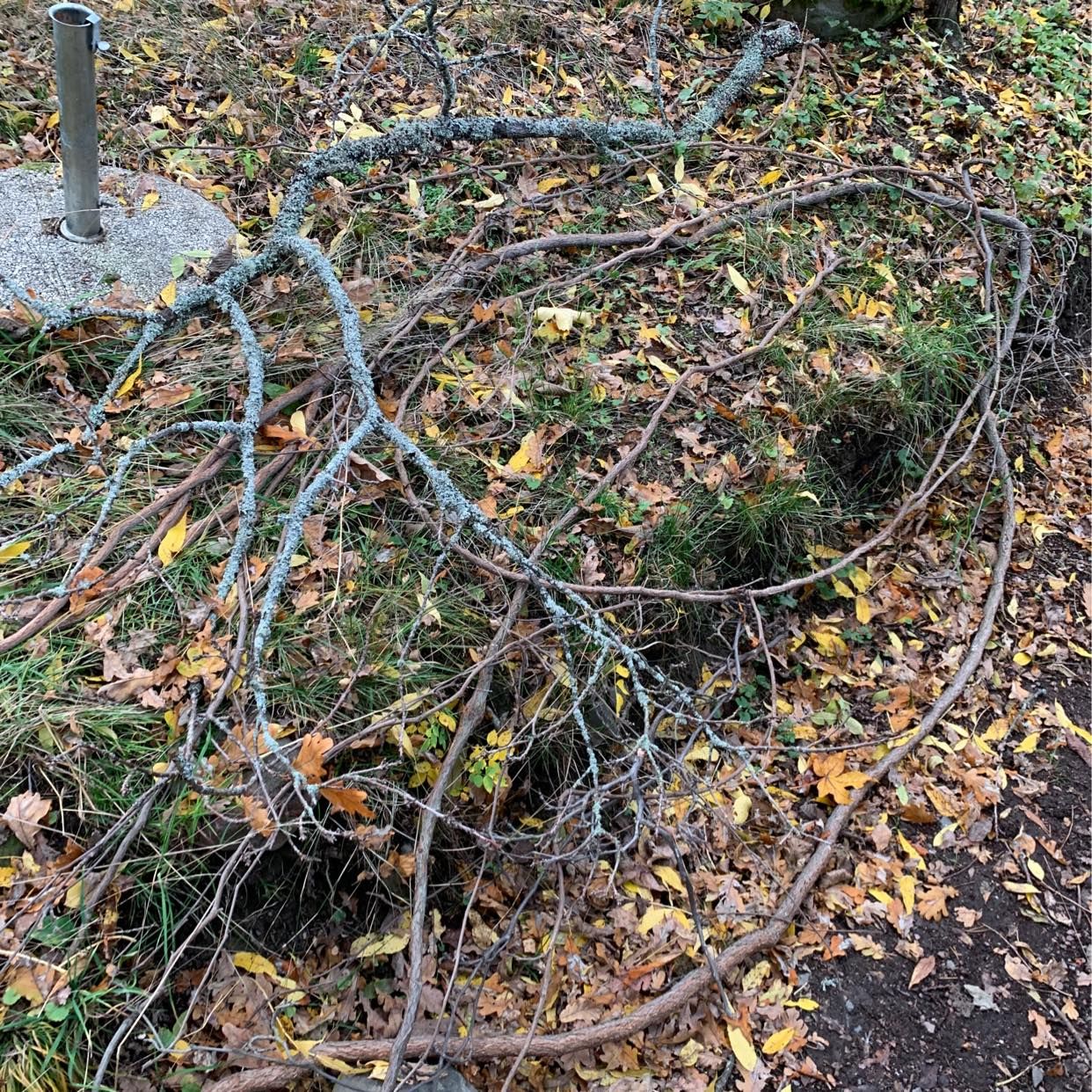 image of Kartonger trasig spegel d - Djursholm