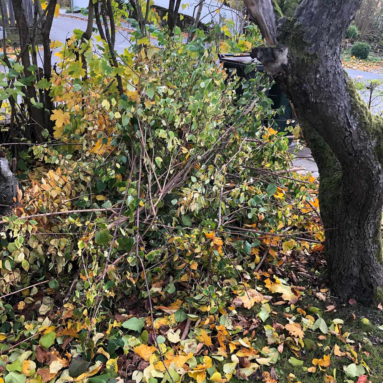 image of Trädgårdsavfall - Älvsjö