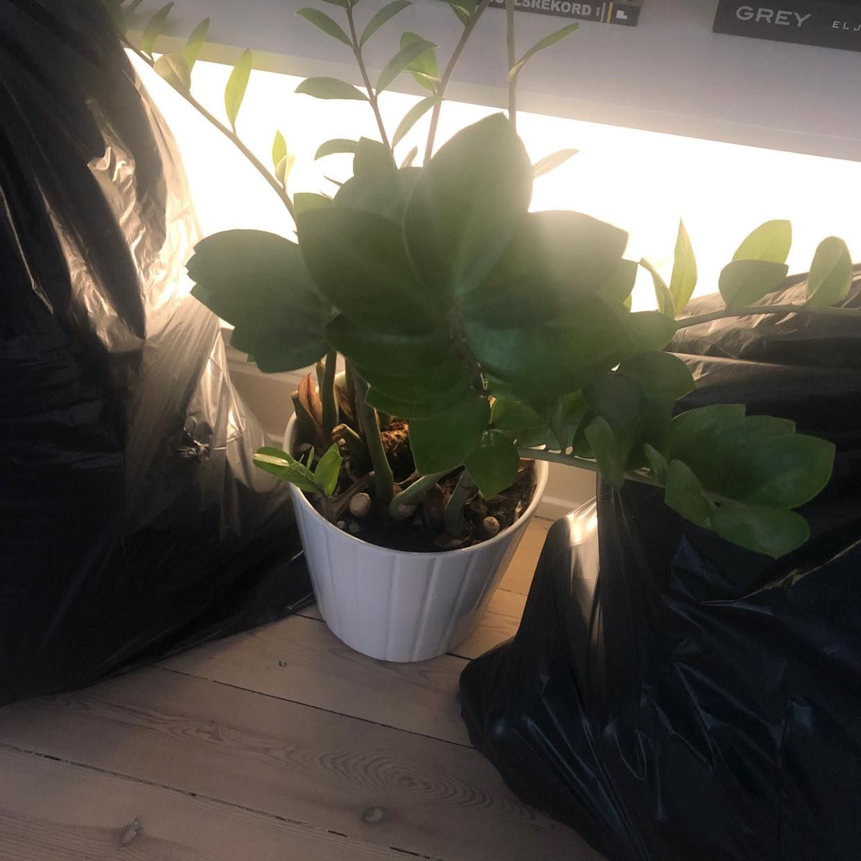 image of 9 sopsäckar + en blomma - Stockholm