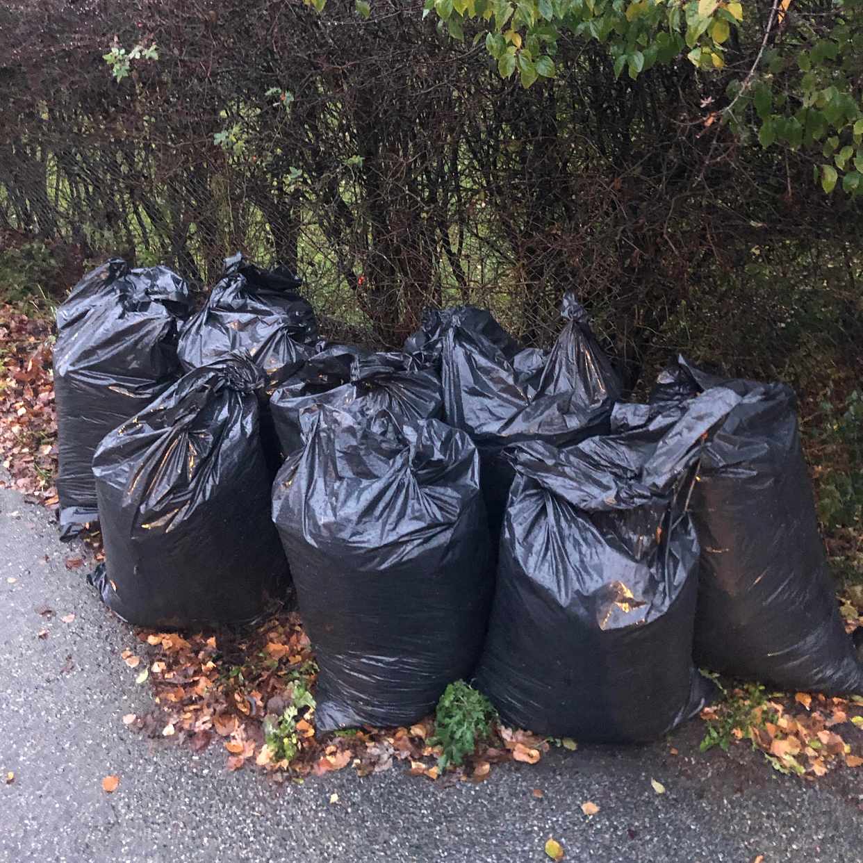 image of 10 påsar löv - Stocksund