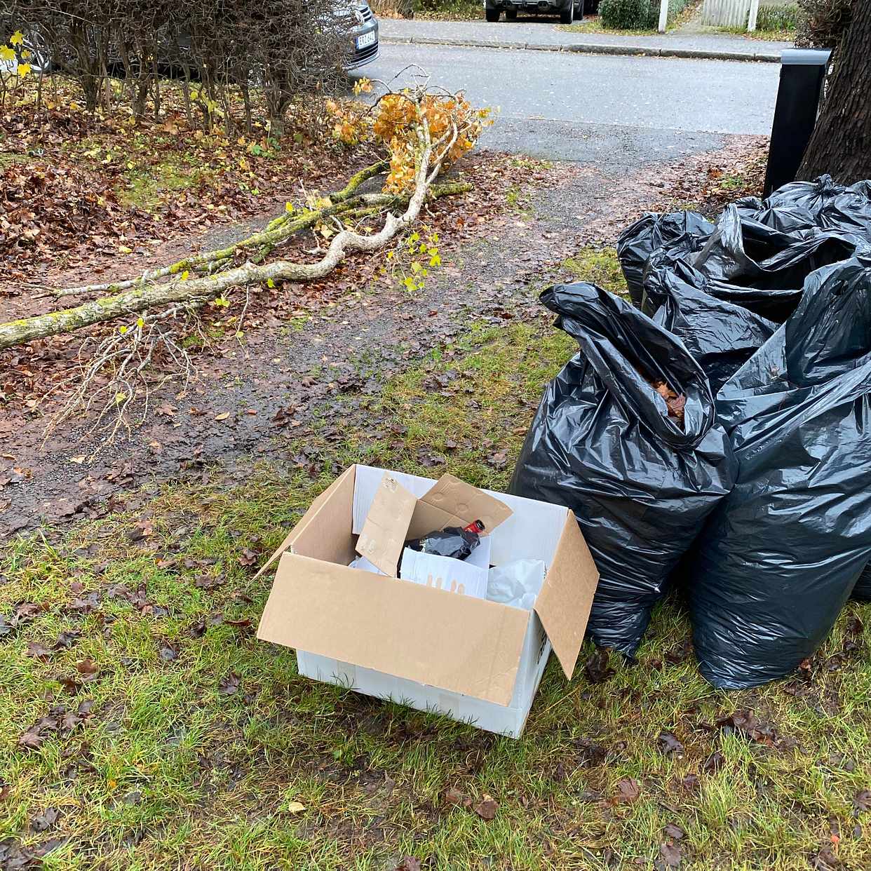 image of Litet träd, en kartong - Bromma