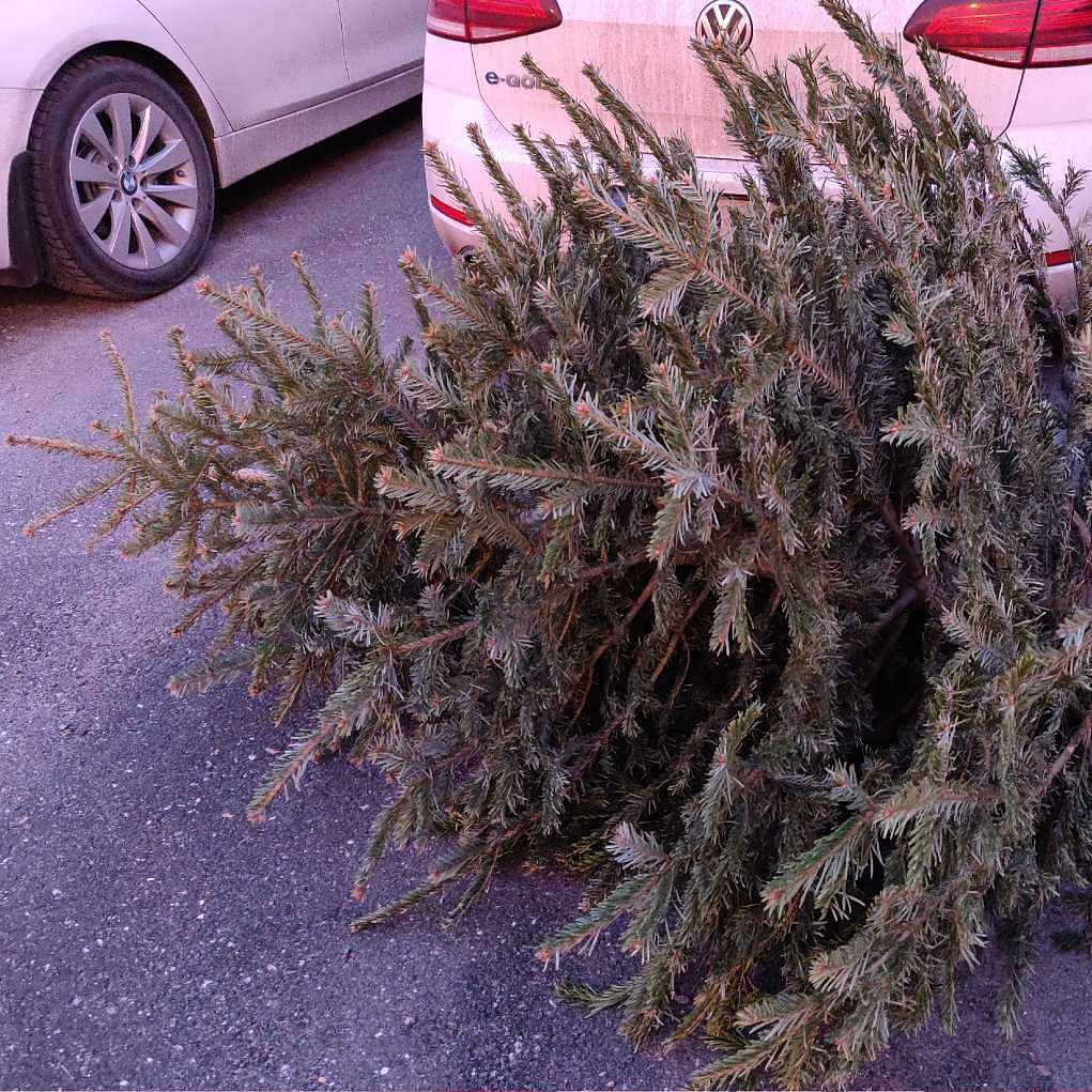 julgran sollentuna Hämtning av julgran   Sollentuna   Tiptapp