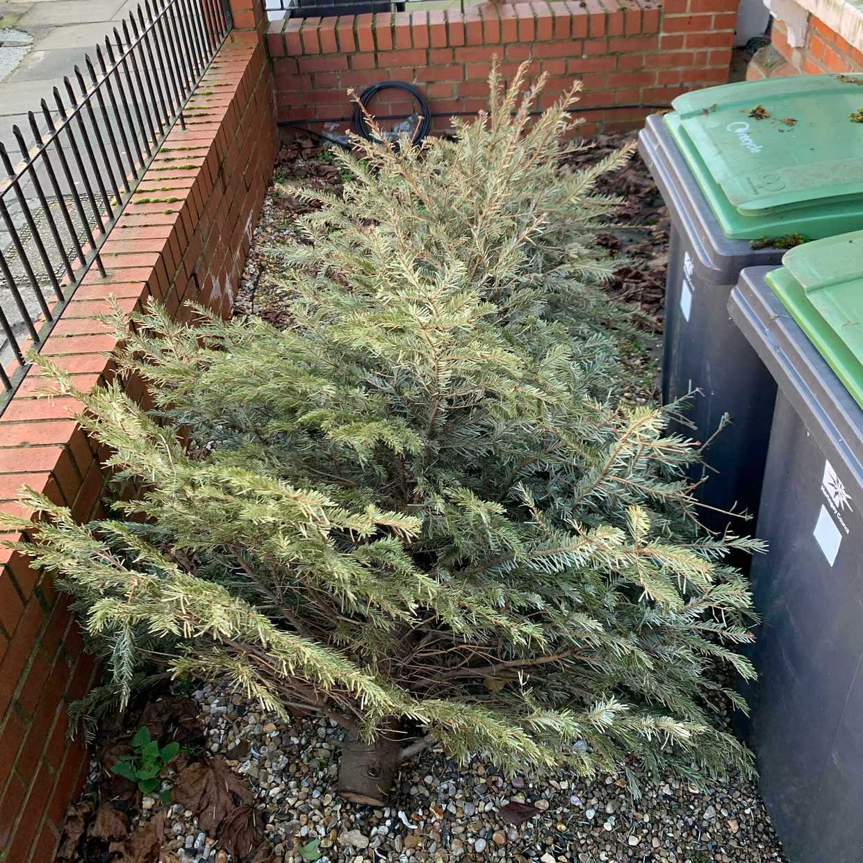 image of 6.5ft Christmas tree - Hornsey