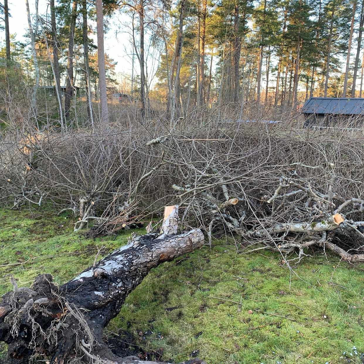 image of Trall och kvistar - Enebyberg