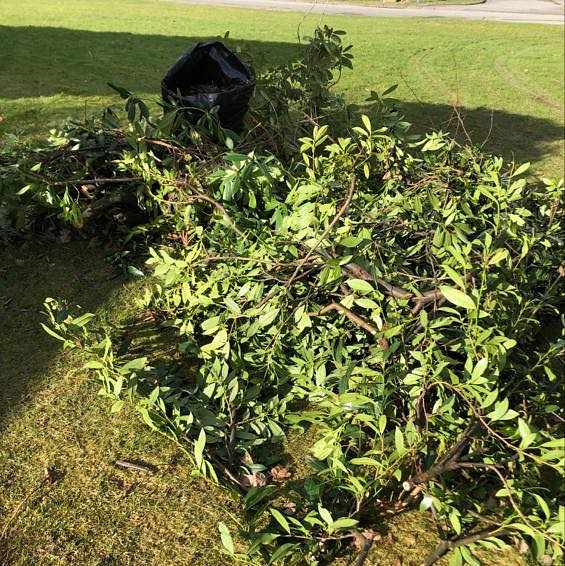 image of Rhododendron buskage - Hovås