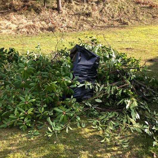 image of Rhododendron buskage - Hovås