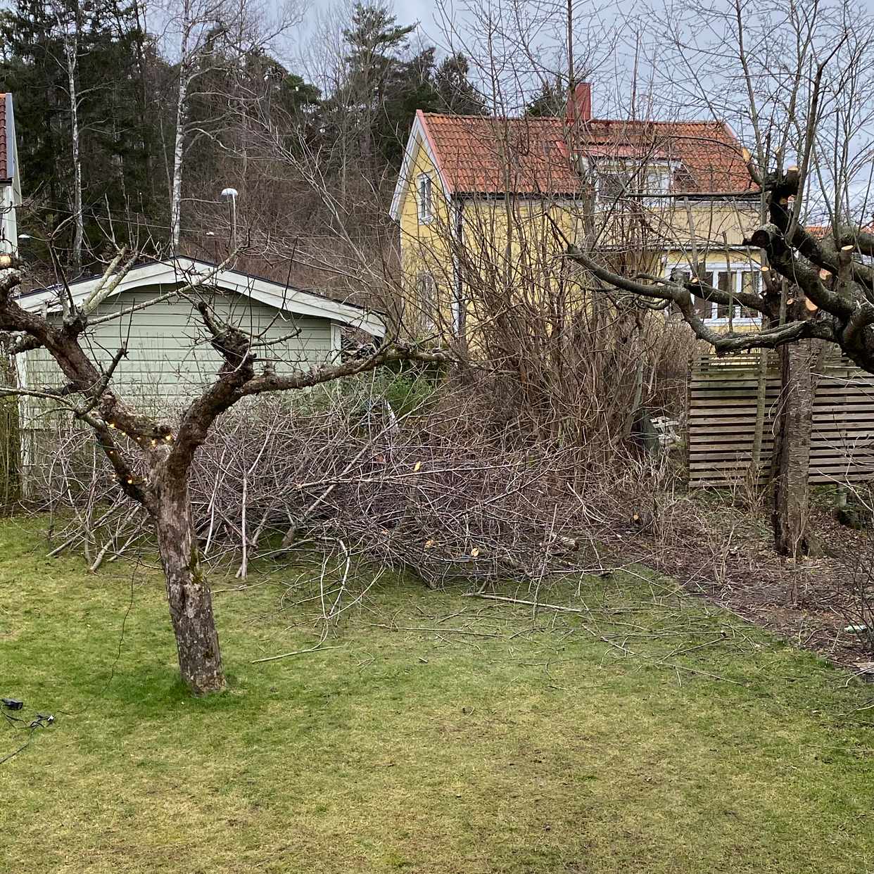 image of Trädgrenar - Enskede