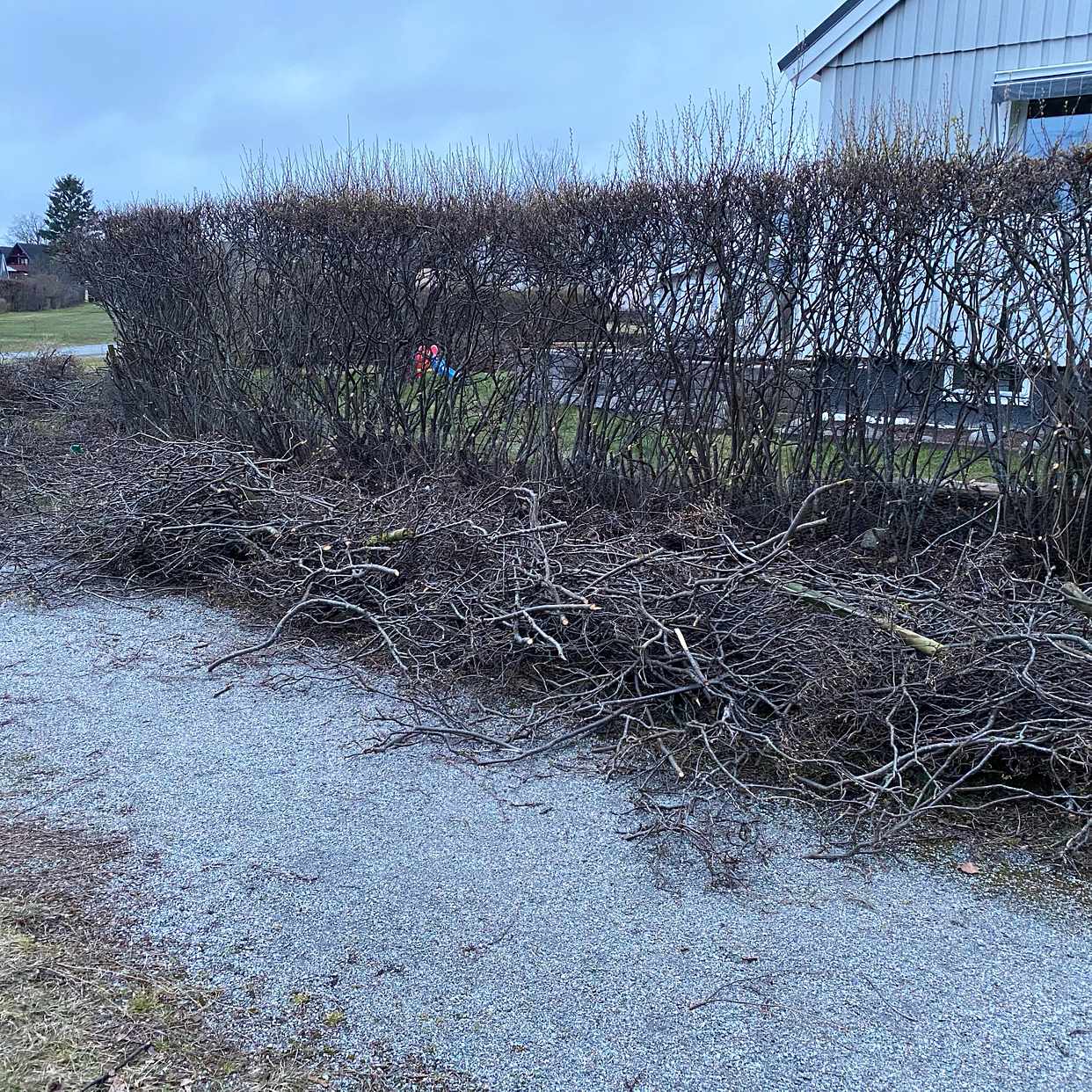 image of Ris från häckklippning - Bro