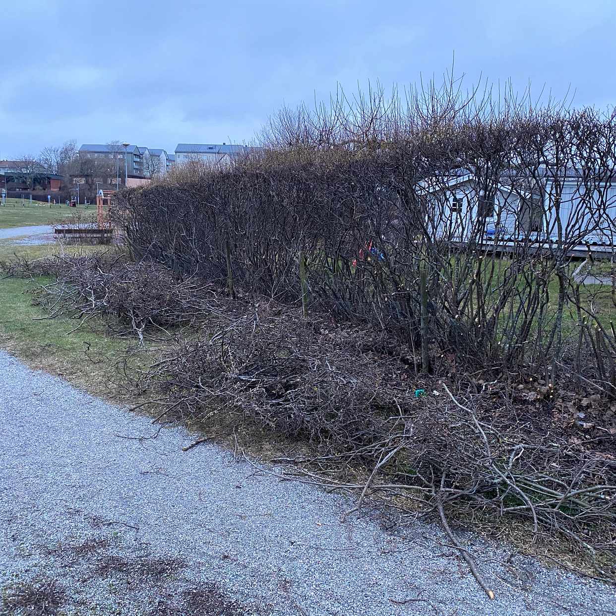 image of Ris från häckklippning - Bro