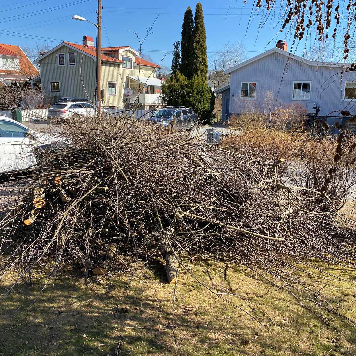 image of Grenar efter beskärning - Spånga