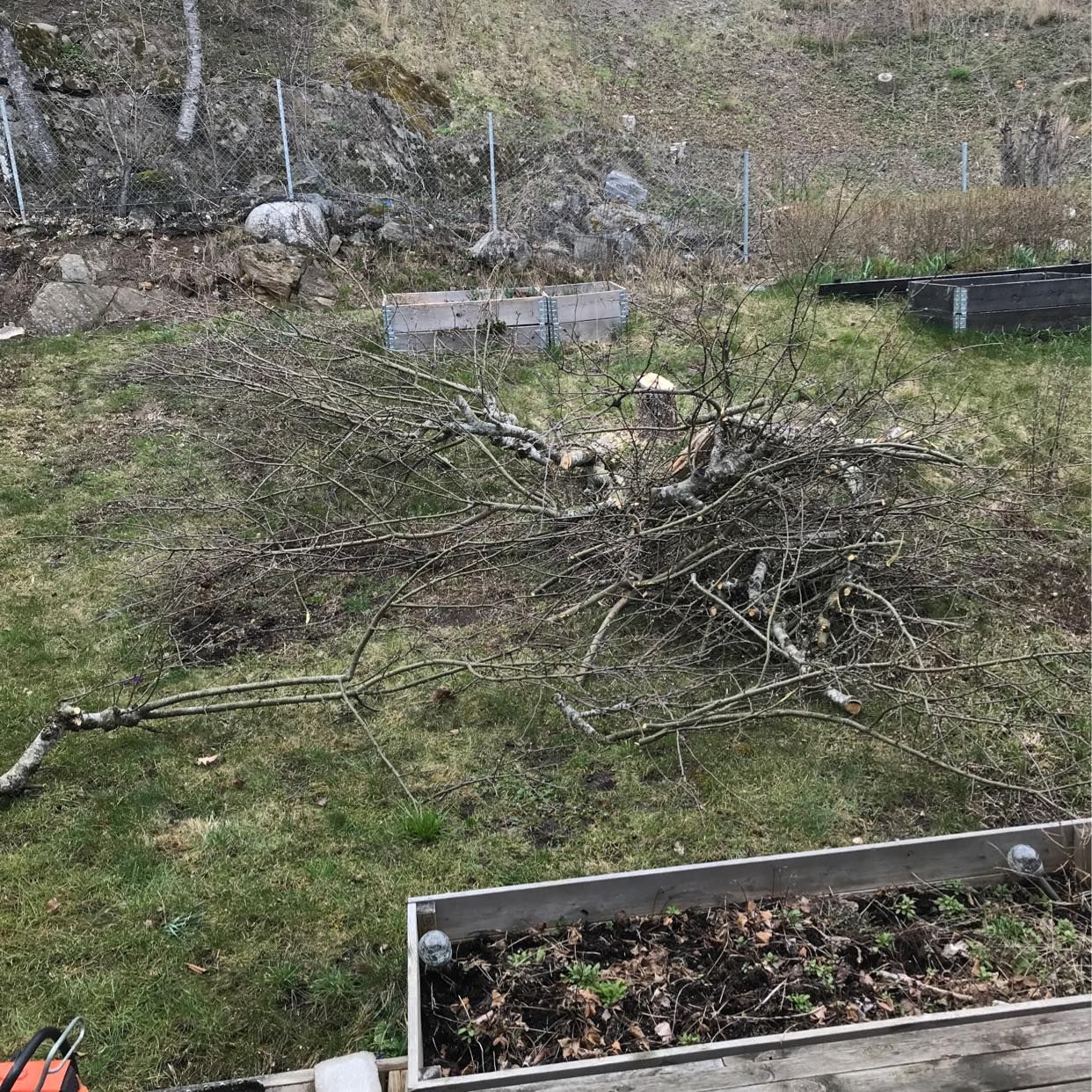 image of Grenar/kvistar/träd - Huddinge