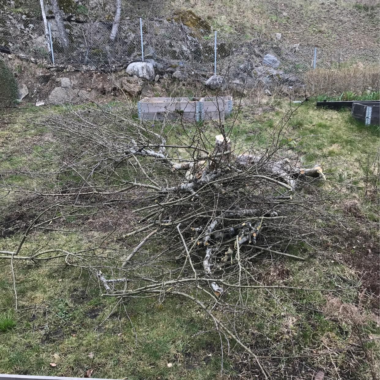 image of Grenar/kvistar/träd - Huddinge
