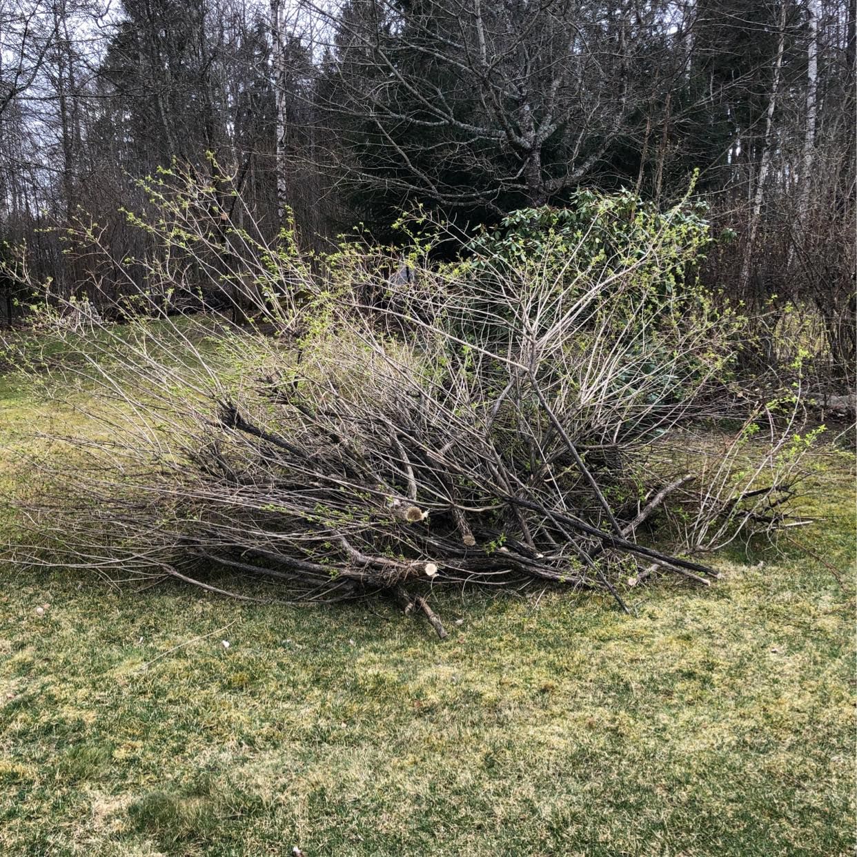 image of Grenar trädgårdsavfall - Uttran