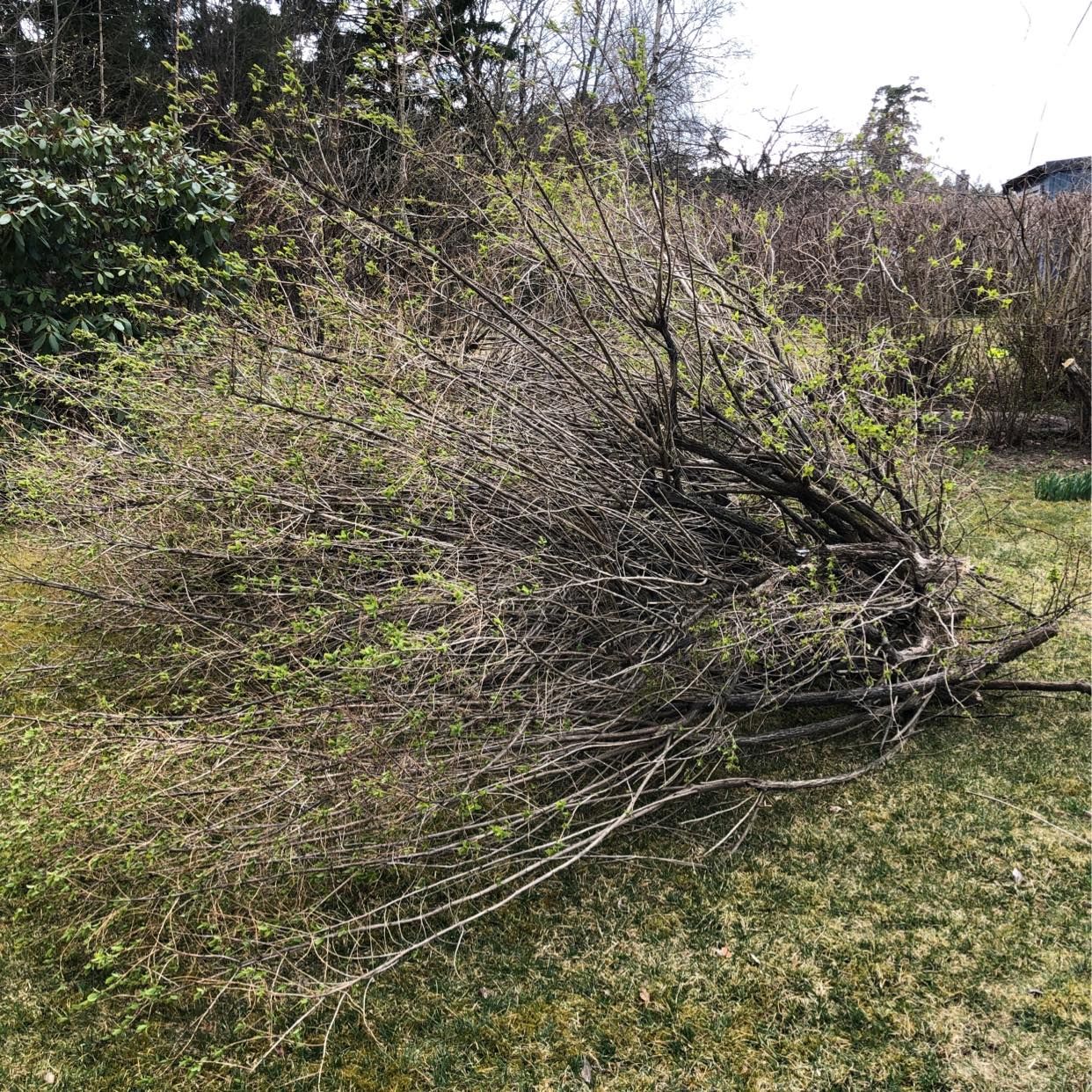 image of Grenar trädgårdsavfall - Uttran