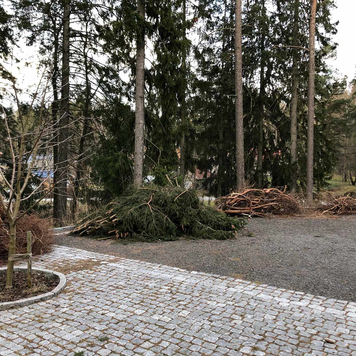image of Ris från gran och tall - Saltsjö-Boo