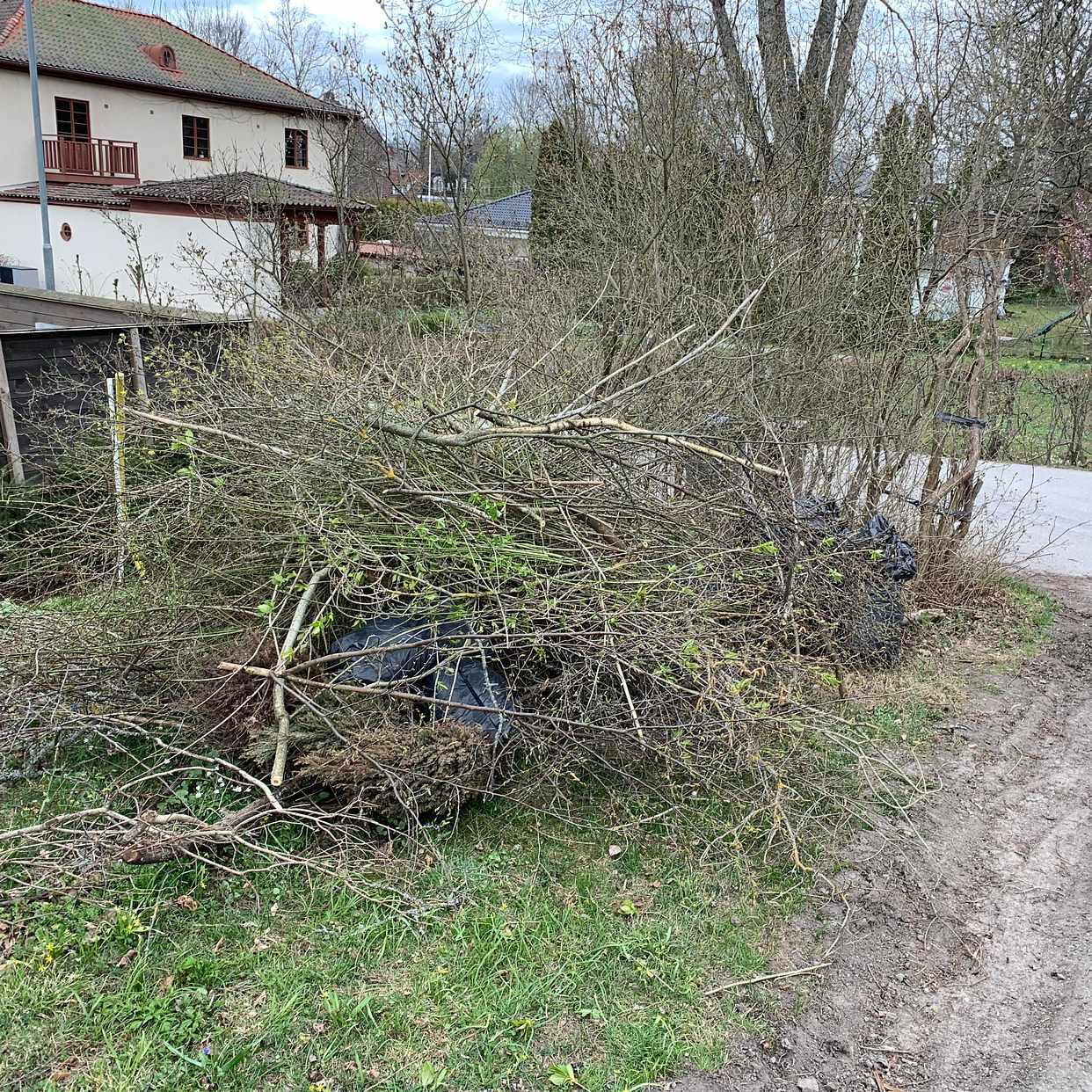 image of Grenar och löv - Djursholm