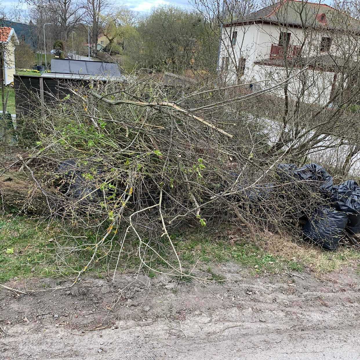 image of Grenar och löv - Djursholm