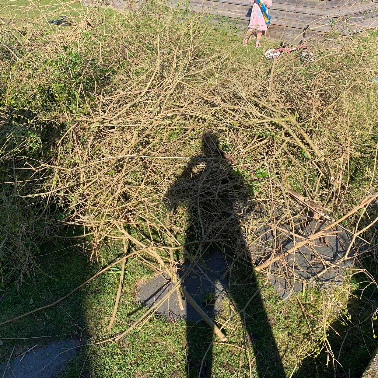 image of En del av en häck - Mölndal