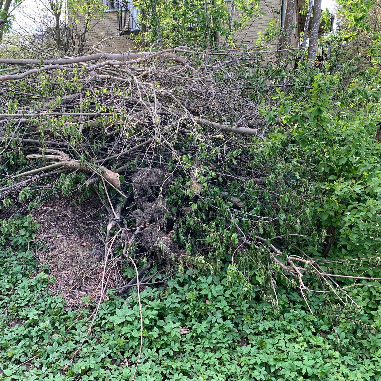 image of Big pile of garden waste - Solna
