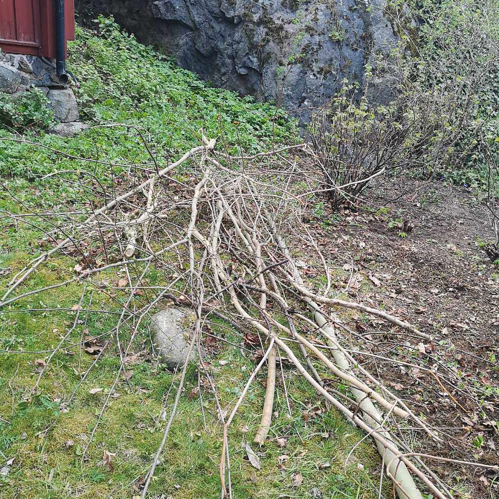 image of Trädgårdsrens och skräp - Hägersten