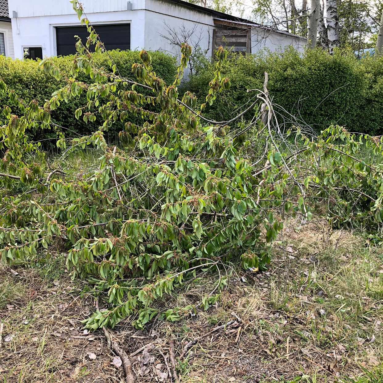 image of 4 piles of garden waste - Täby