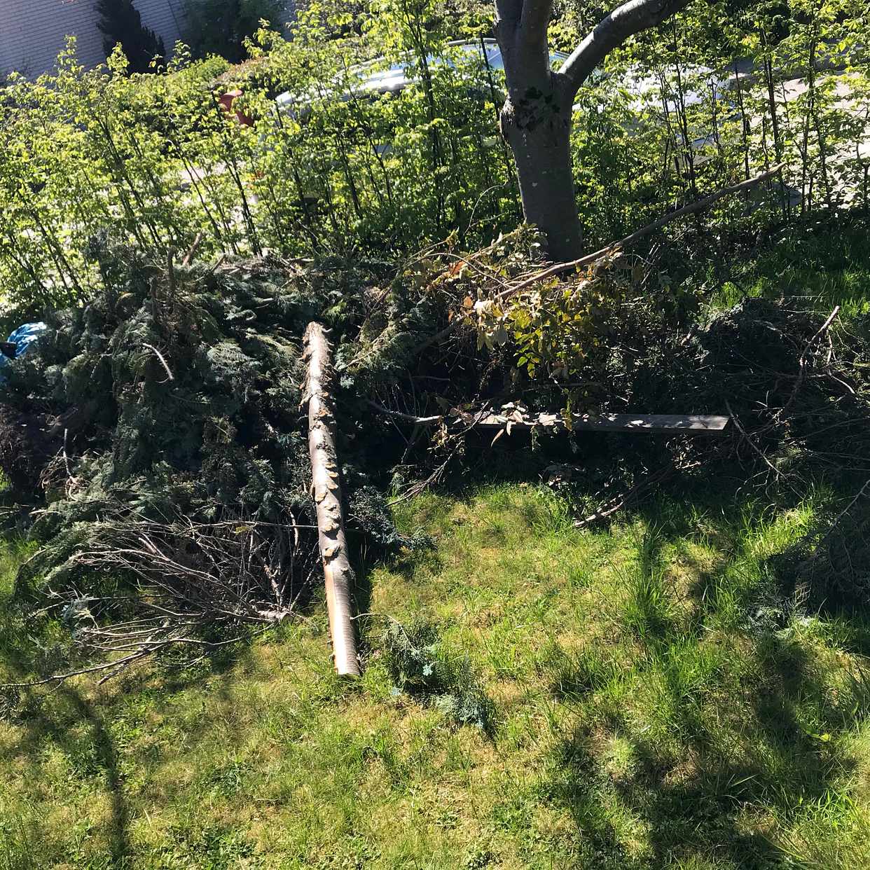 image of Rensning av trägårdsavfal - Vällingby